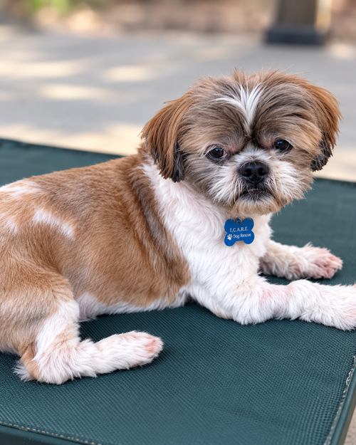 Photo 3 of Archie