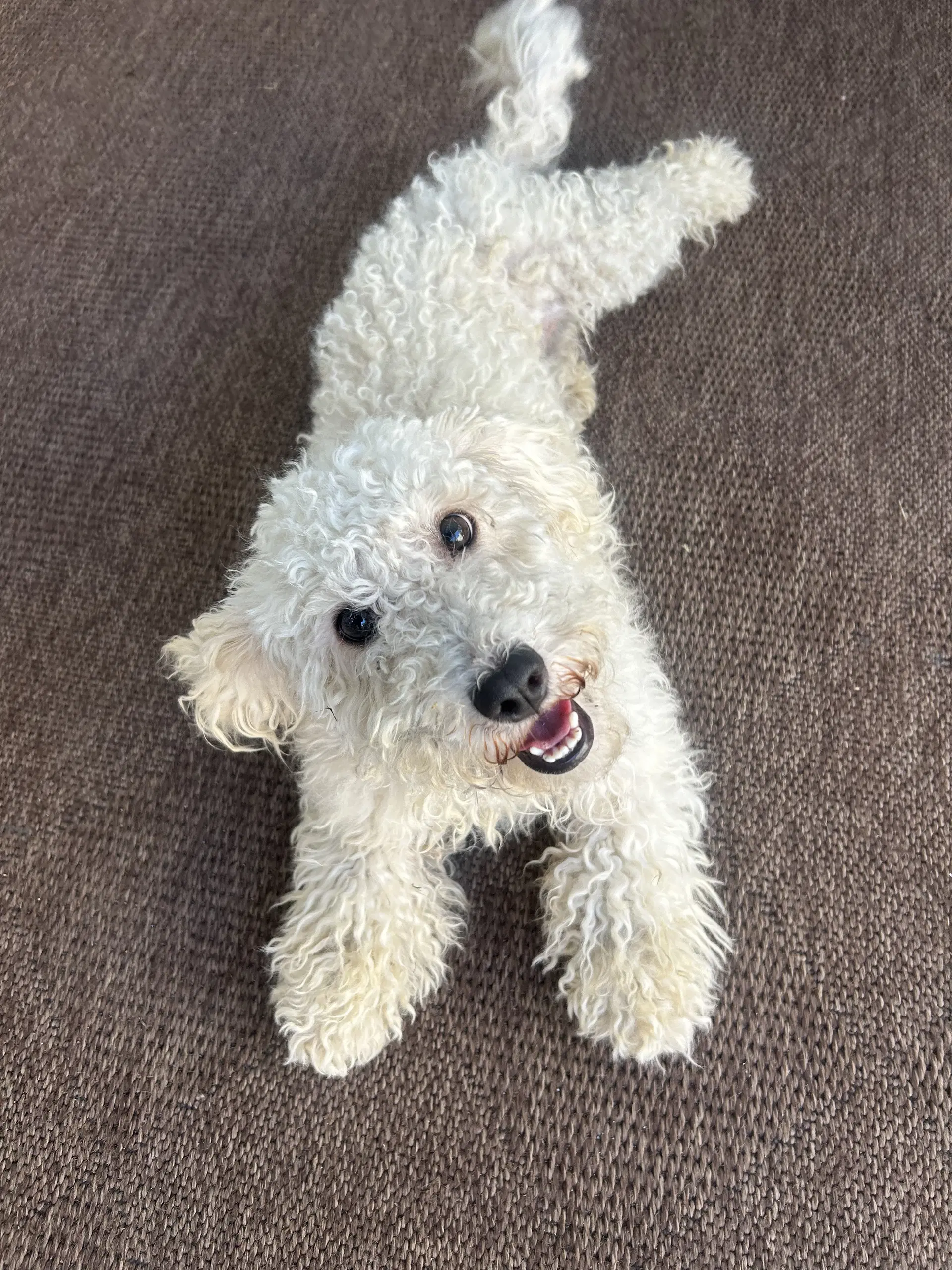 Lucy - Poodle (Miniature)