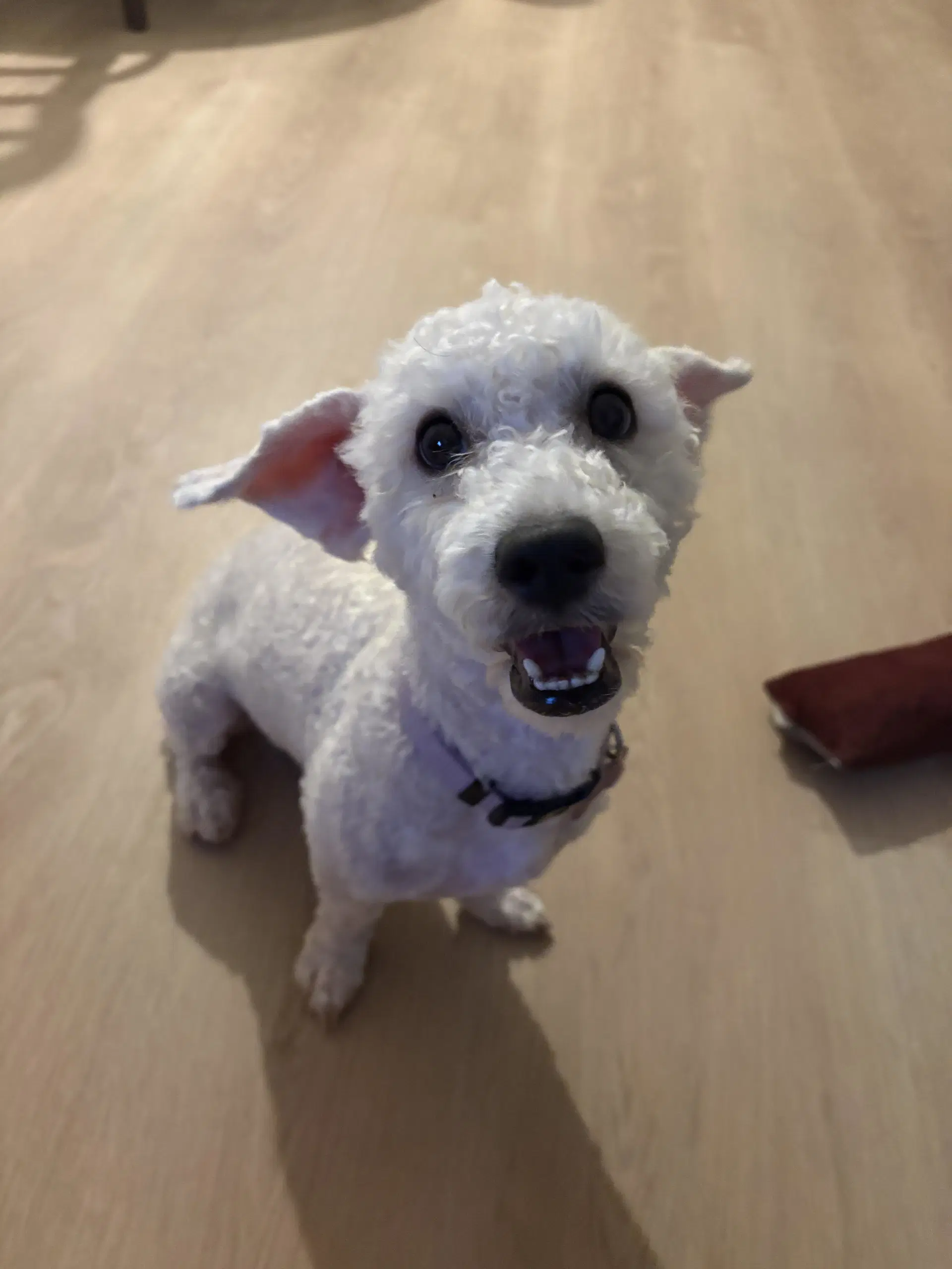 Lucy image 2