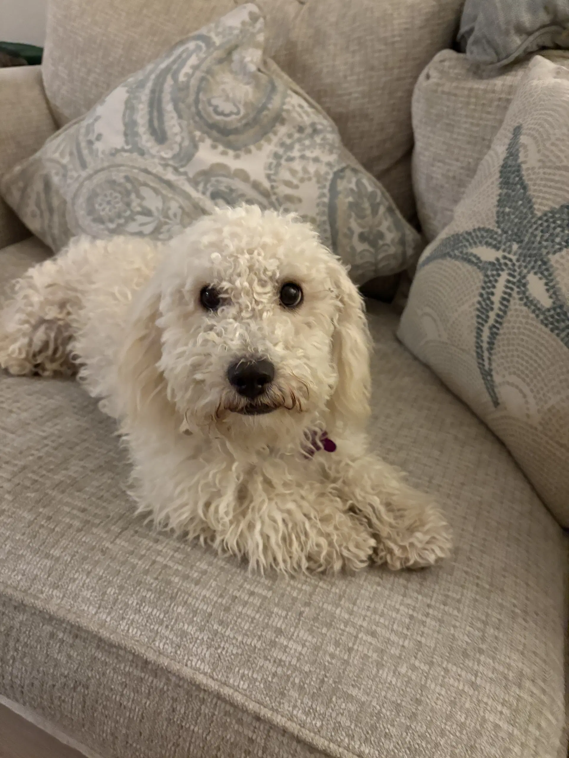 Lucy image 3