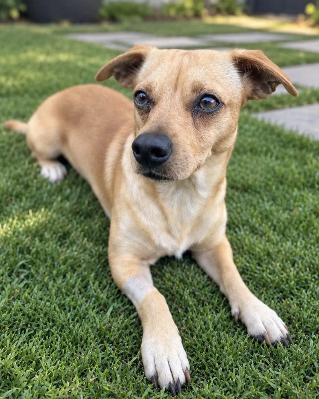Canelo image 2