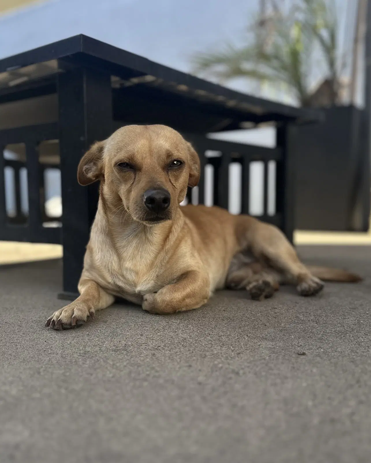 Canelo image 4