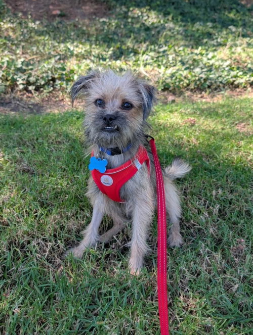 Chip, a dog for adoption from I.C.A.R.E. Dog Rescue