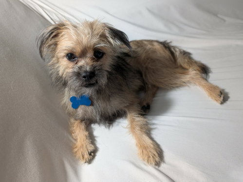 Photo 2 of Chip