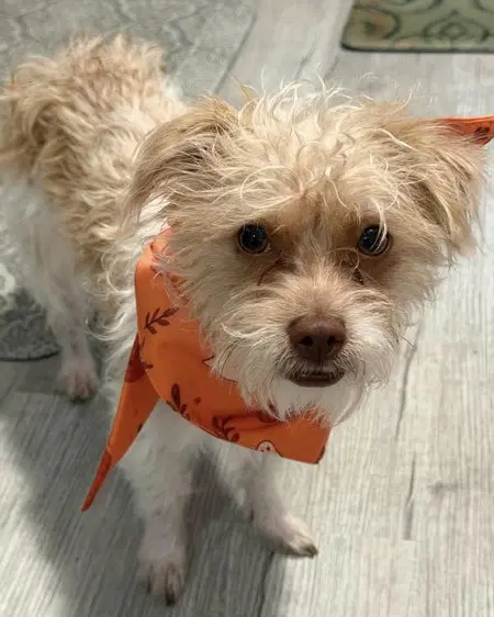 Teddy - Terrier