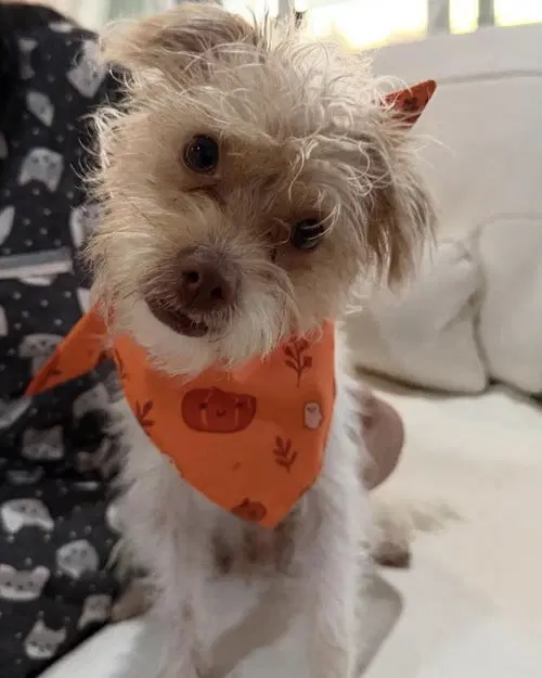 Teddy image 2