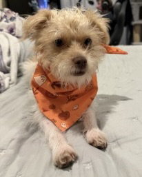 Teddy, photo 7