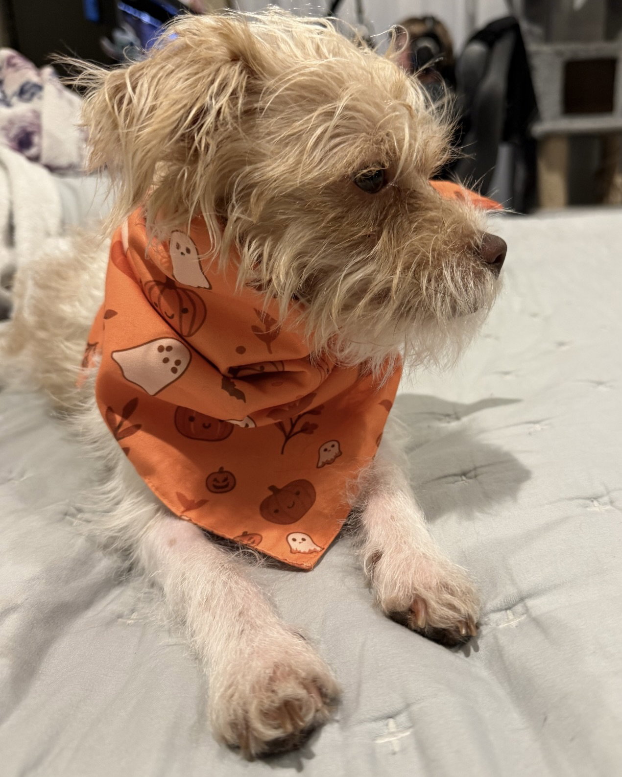 Teddy, photo 8
