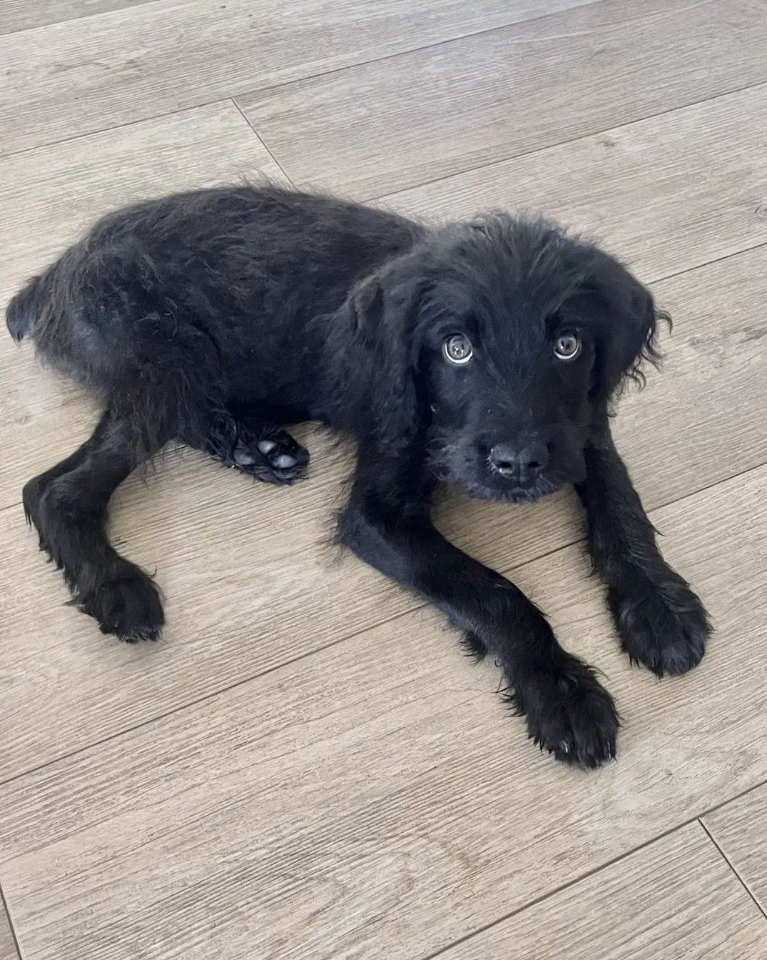 Ozzy - Terrier