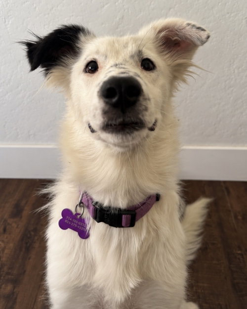 Dolly, Australian Shepherd / Mixed (medium coat)