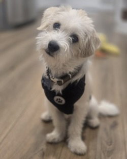 Oliver, Terrier / Mixed (medium coat)