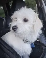 Oliver image 2