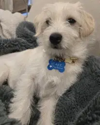 Oliver image 3