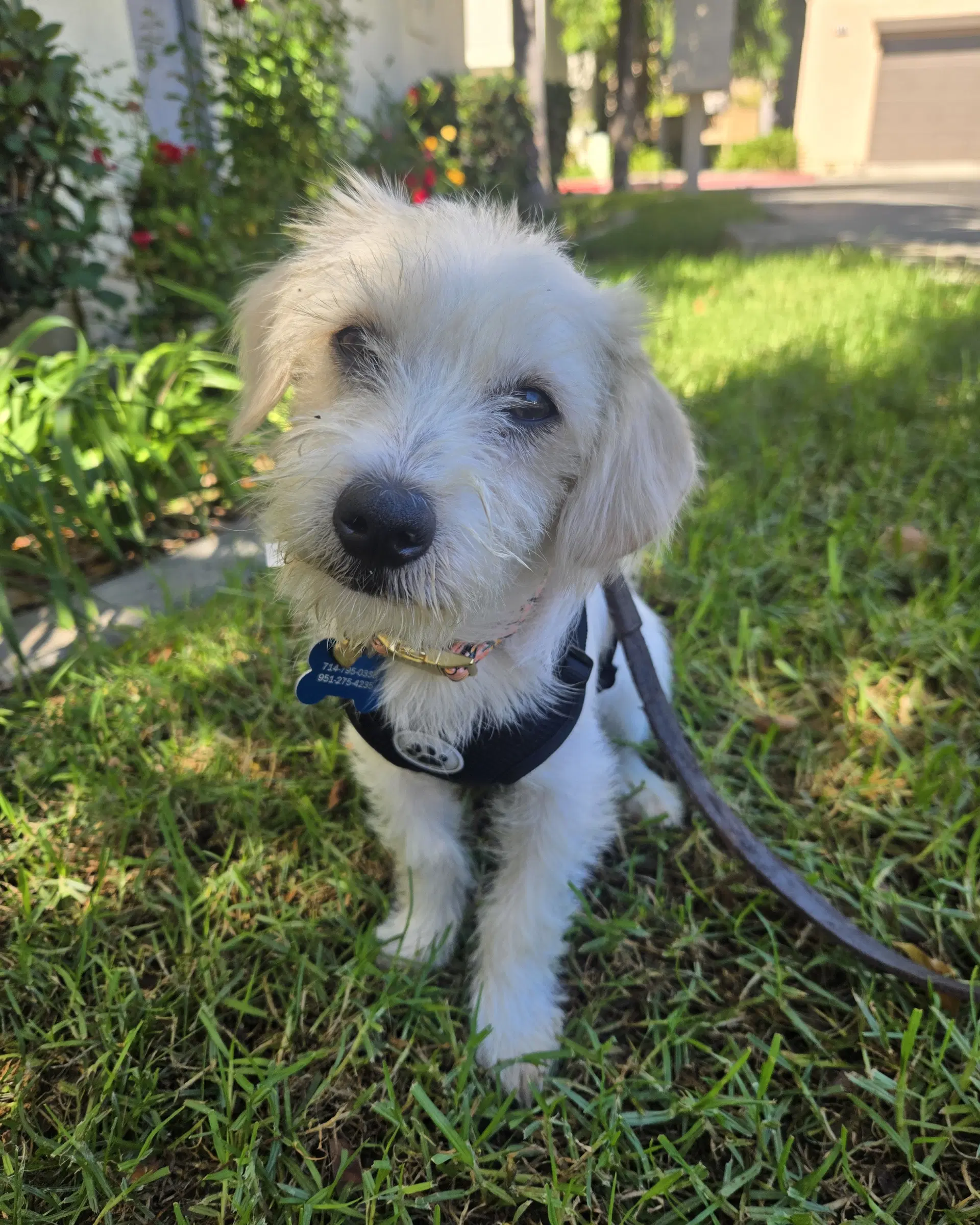 Oliver image 4