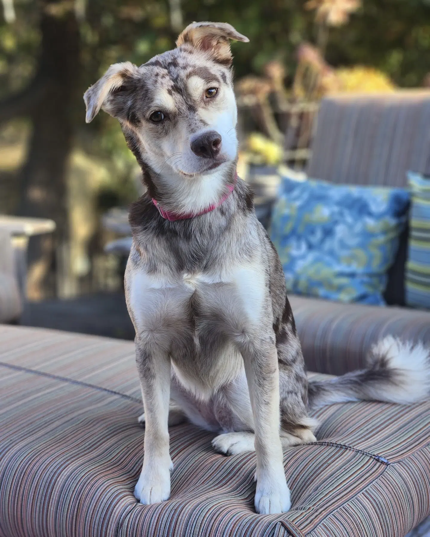 Mila - Catahoula Leopard Dog