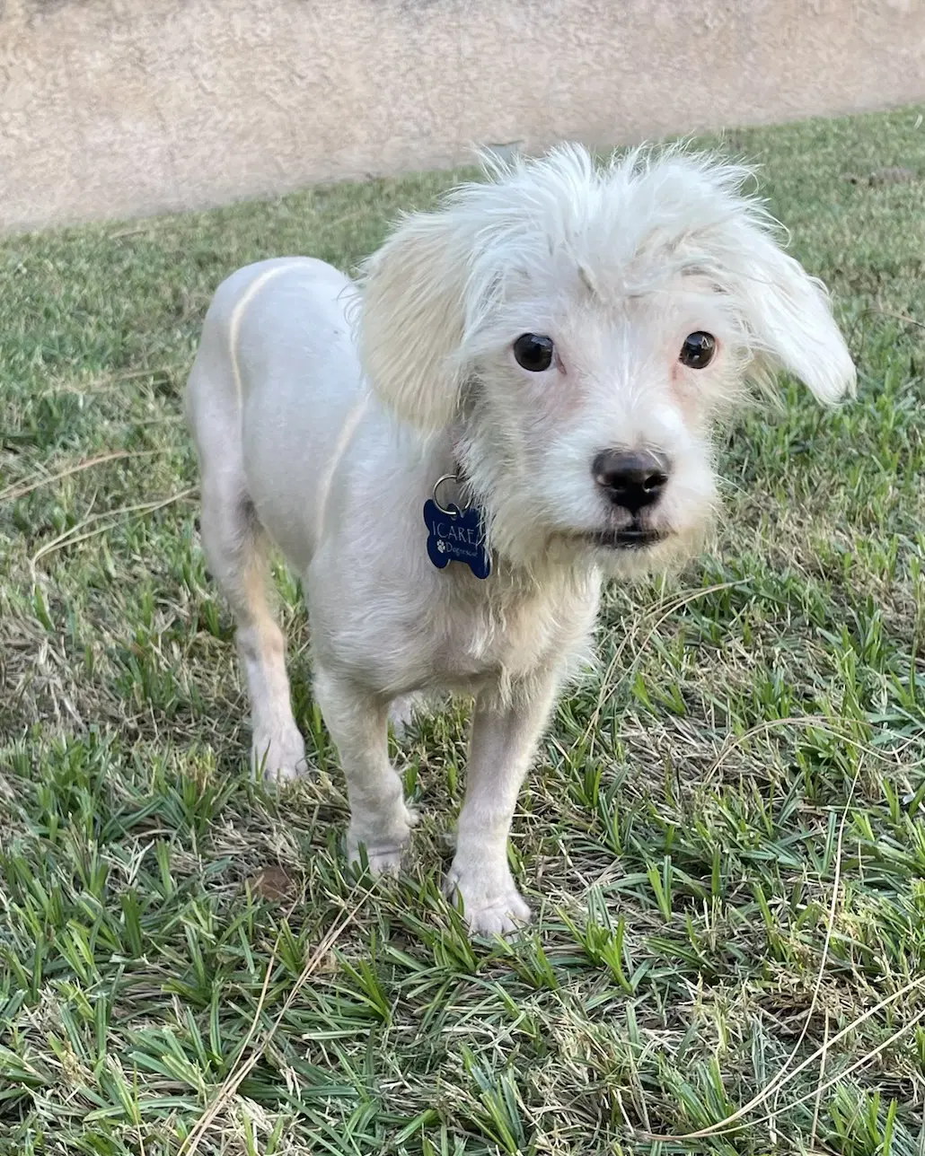 Spindle - Maltese