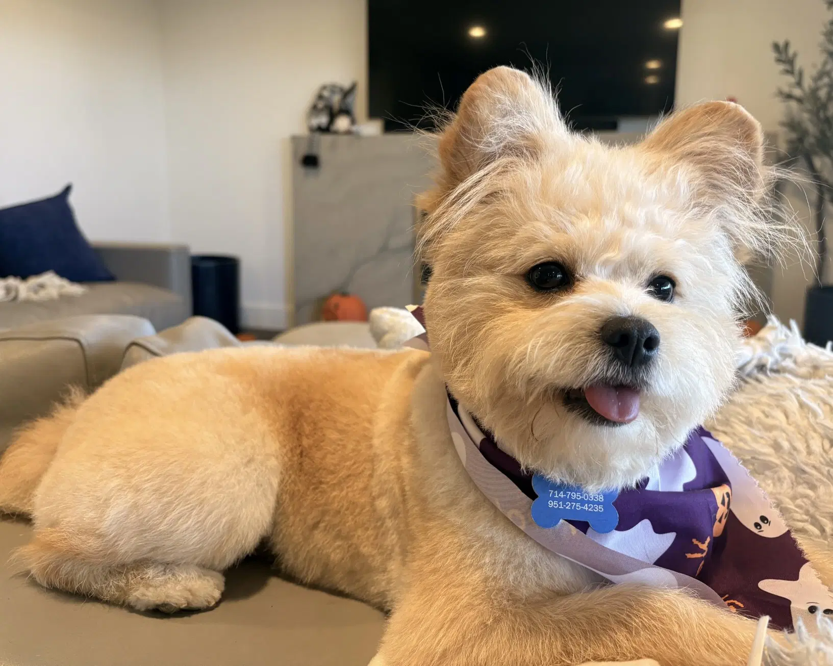 Zoey image 3