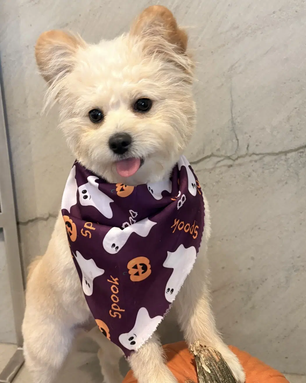 Zoey image 2