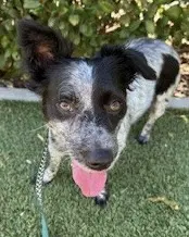Kona - Chihuahua