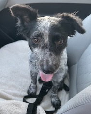 Kona, photo 2