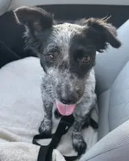 Kona image 2