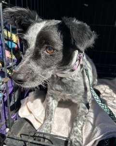 Kona, photo 3