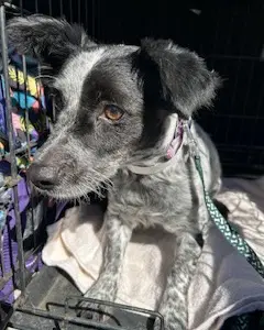 Kona image 3