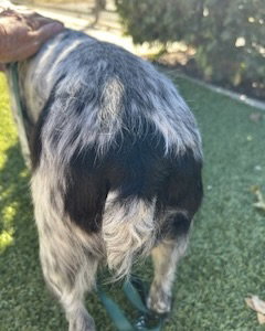 Kona, photo 5