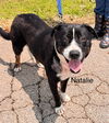 adoptable Dog in  named Natalie