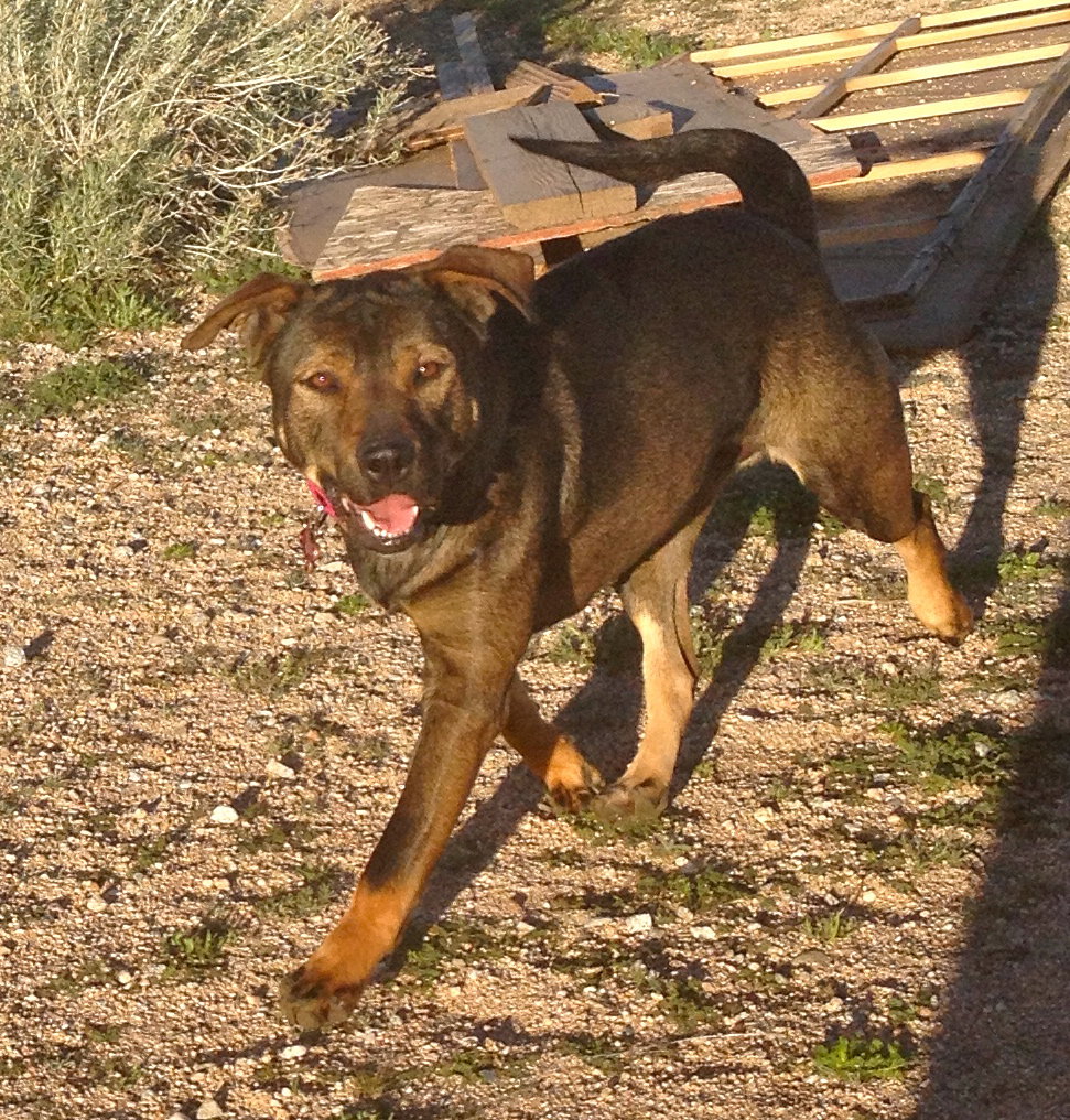 Dog for Adoption Mutt Mutt, a Rottweiler in Orange County, CA Alpha Paw