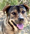 adoptable Dog in lancaster, CA named Mutt Mutt