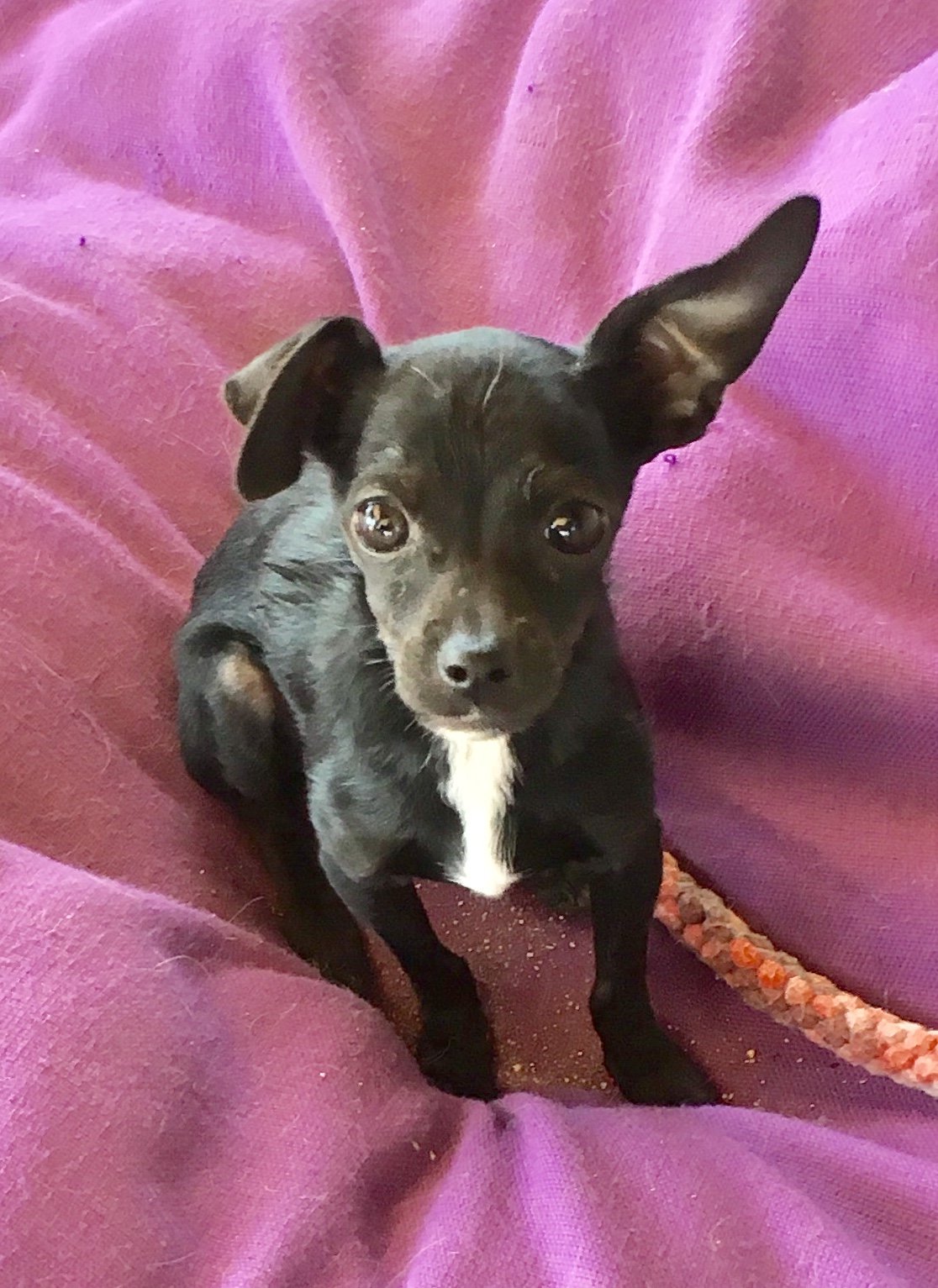 adoptable Dog in Lancaster, CA named Zoe