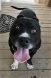 adoptable Dog in lancaster, CA named Shorty