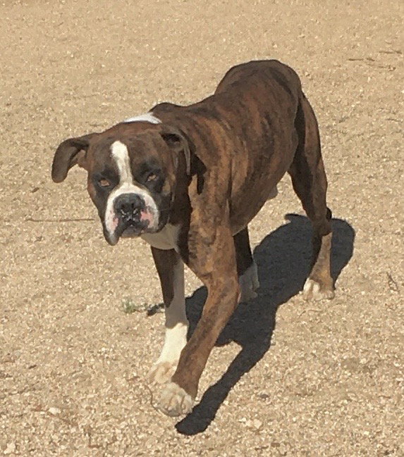 Chili