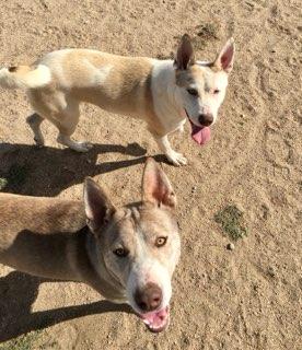 adoptable Dog in Lancaster, CA named Tenor & Bass