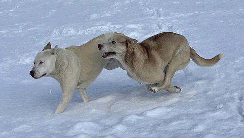 TENOR & BASS - Husky available for adoption