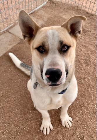 adoptable Dog in Lancaster, CA named Crispin