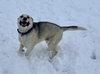 Crispin - Photo 4