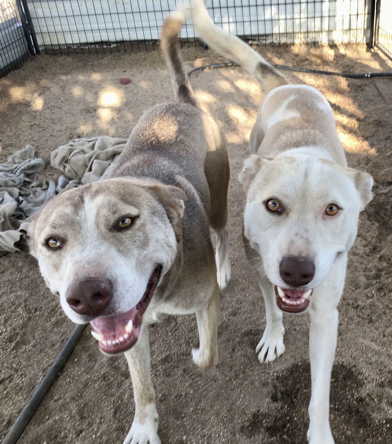 adoptable Dog in Lancaster, CA named Tenor and Bass