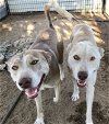 adoptable Dog in lancaster, CA named Tenor and Bass