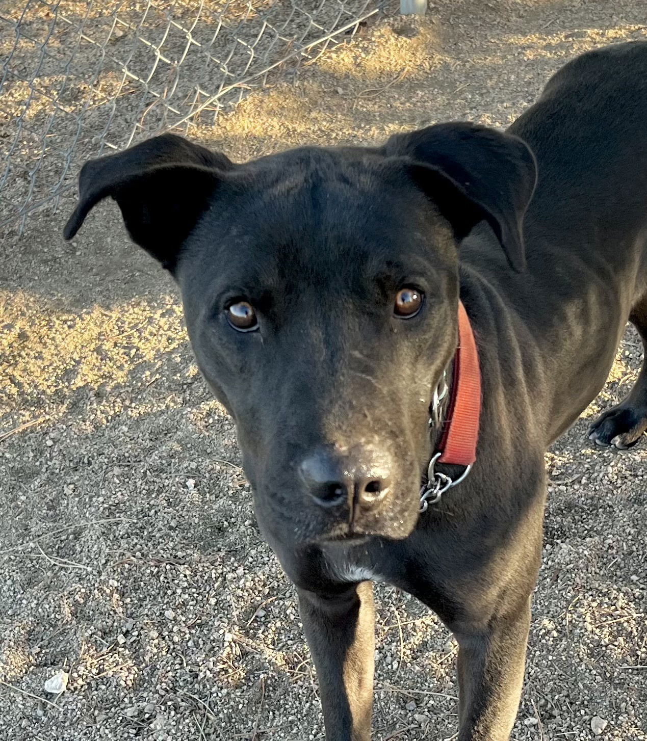 adoptable Dog in Lancaster, CA named Stan