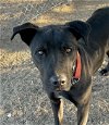 adoptable Dog in lancaster, CA named Stan