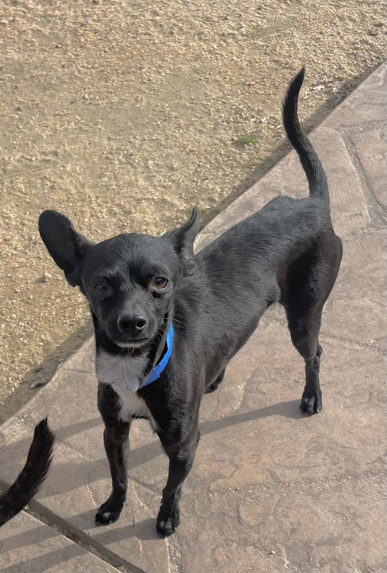 adoptable Dog in Lancaster, CA named Tom