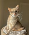 adoptable Cat in lancaster, CA named Loo Loo