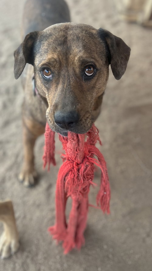 picture of the dog needing adoption