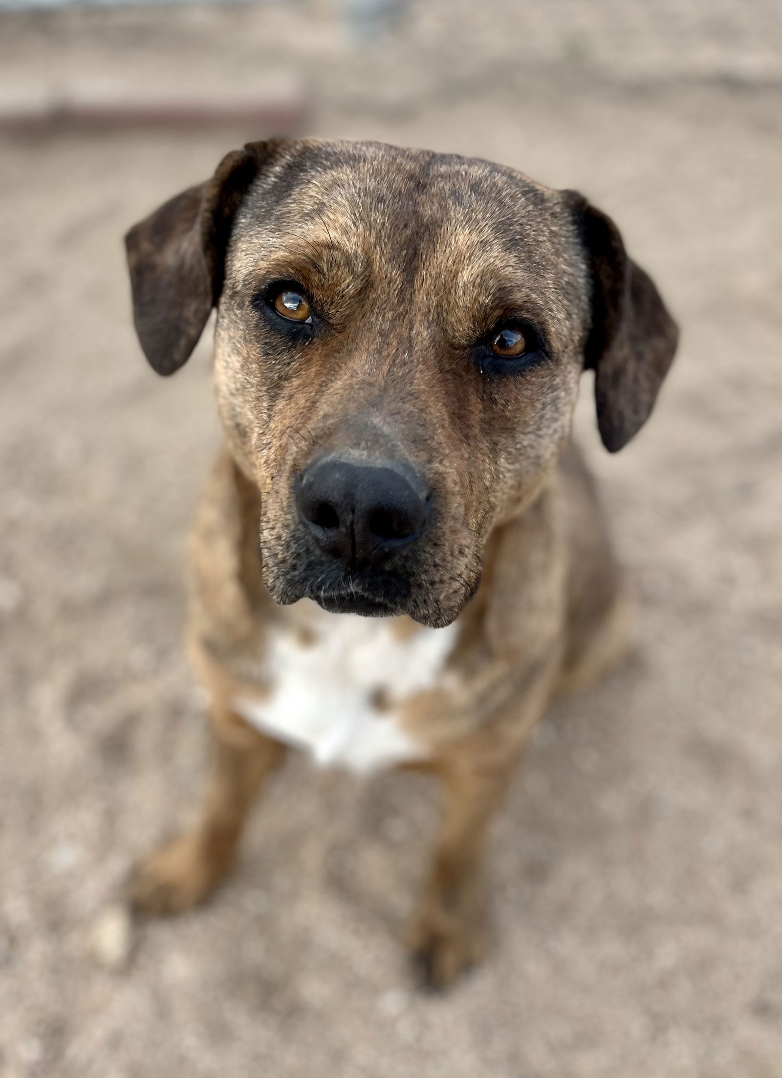 adoptable Dog in Lancaster, CA named Daisy Dukes