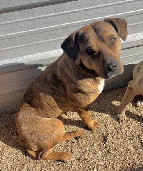 DAISY DUKES - Mountain Cur available for adoption