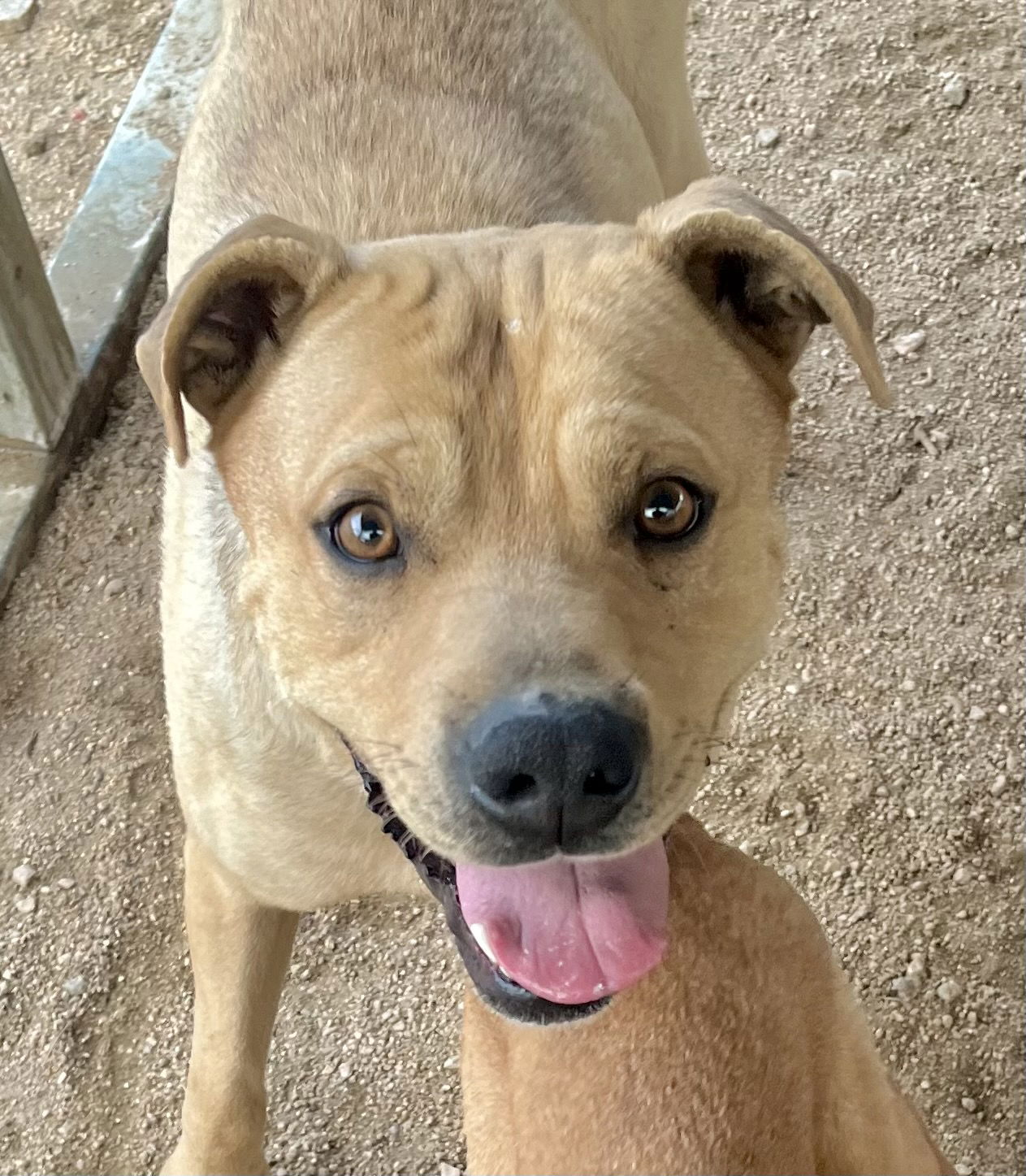 adoptable Dog in Lancaster, CA named Teddy Bear