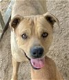 adoptable Dog in lancaster, CA named Teddy Bear