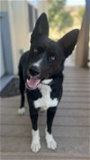 adoptable Dog in lancaster, CA named Parker